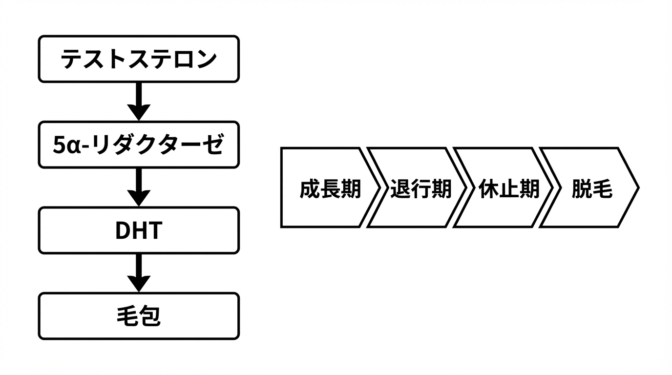 DHTとヘアサイクルの流れ